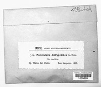Nummularia diatrypeoides image
